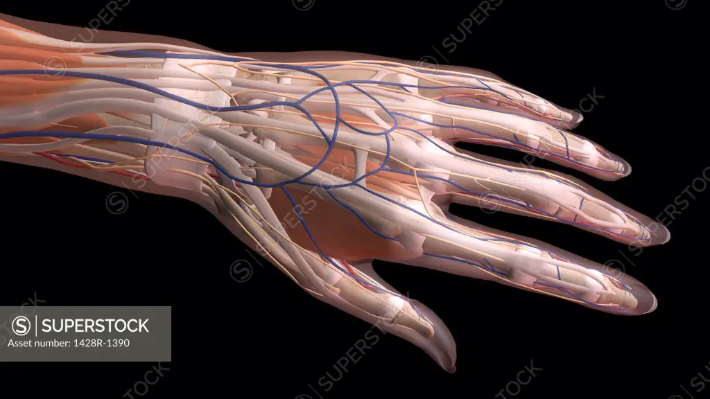 Female thumb, fingers and wrist anatomy, back, posterior detailed view, full color on black background