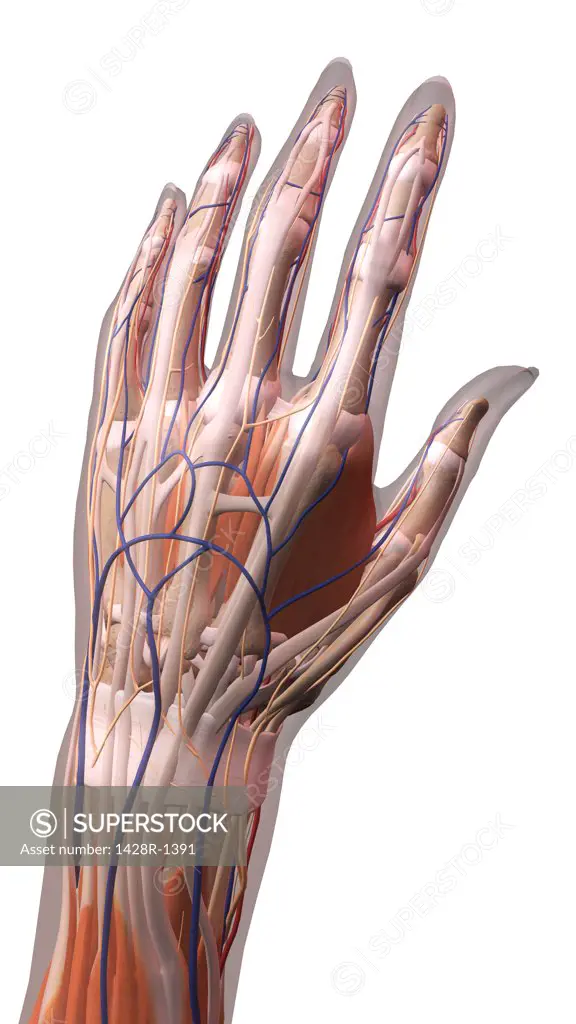 Female thumb, fingers and wrist anatomy, back, posterior detailed view, full color on white background