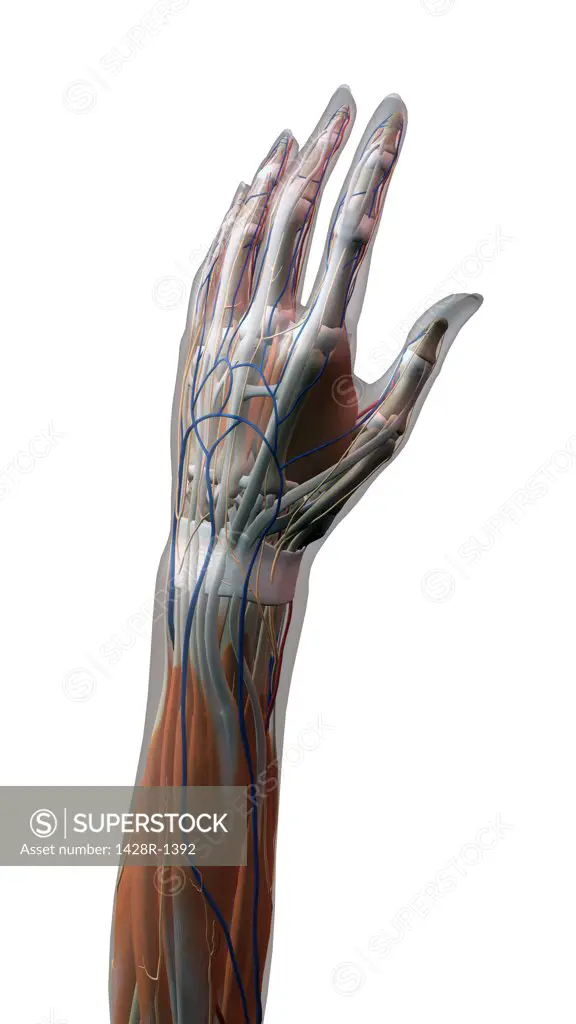 Female thumb, fingers and wrist anatomy, back, posterior view, full color on white background