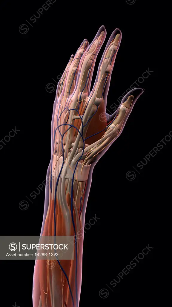 Female thumb, fingers and wrist anatomy, back, posterior view, xray skin, full color on black background
