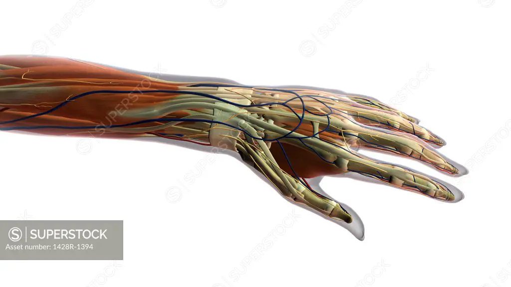Female thumb, fingers and wrist anatomy, back, posterior view, xray skin, full color on white background