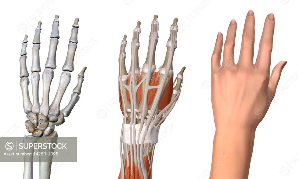 Three views of the female hand anatomy: skeletal, muscular, and skin. Close up, detailed anatomy, full color 3D illustration on white background
