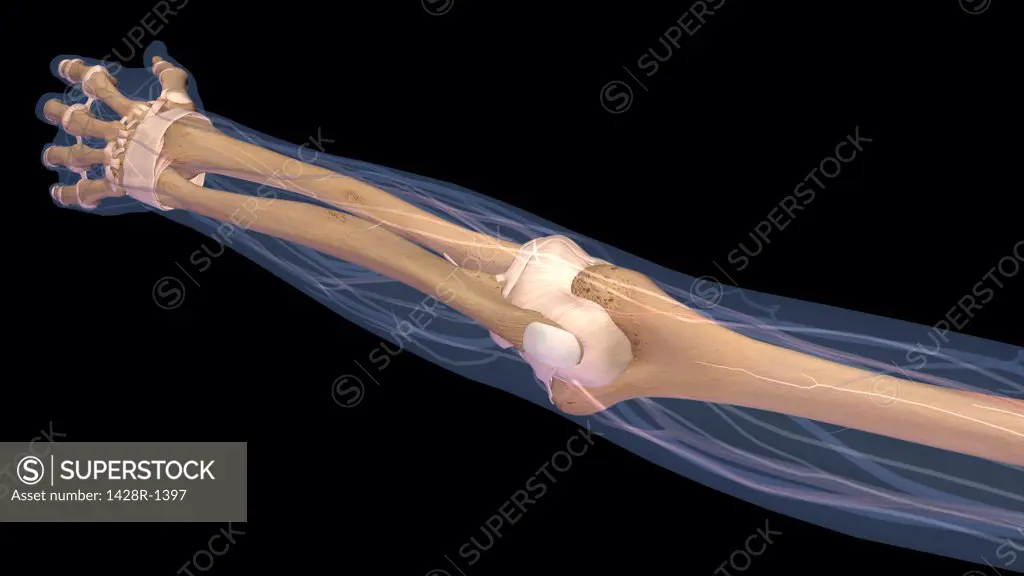 Female elbow and forearm skeletal anatomy, back, posterior view. Full color 3D illustration on black background
