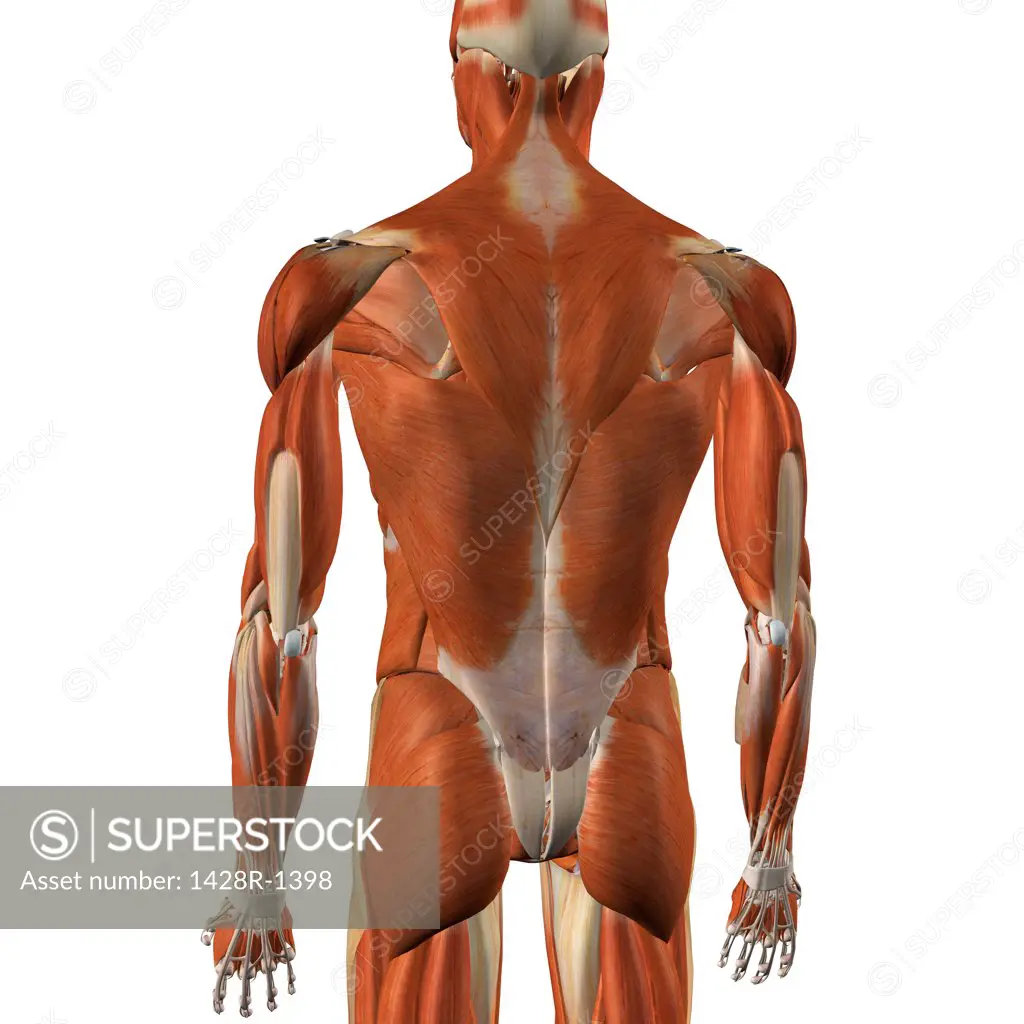 Male back and rear muscles, detailed anatomy, full color 3D illustration on white background