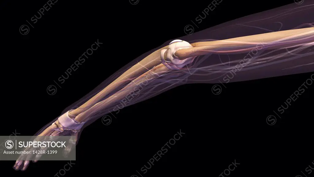Female elbow and forearm skeletal anatomy, side, posterior view. Full color 3D illustration on black background