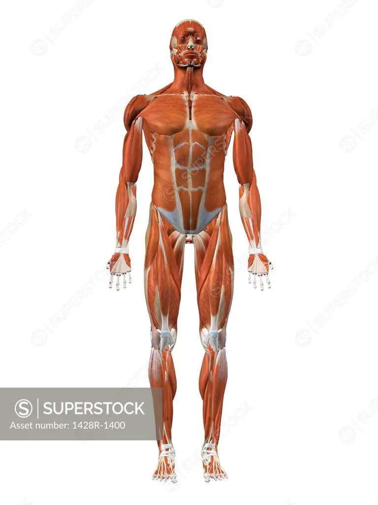 Male chest and abdominal muscles detailed anatomy