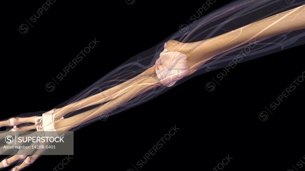 Female elbow and forearm skeletal anatomy, inside, anterior view. Full color 3D illustration on black background