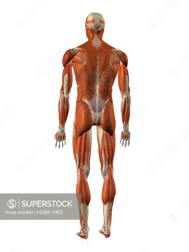 Male back and rear muscles, detailed anatomy
