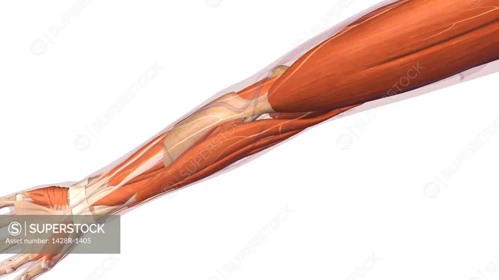 Female elbow and forearm muscular anatomy, back, posterior view. Full color 3D illustration on white background