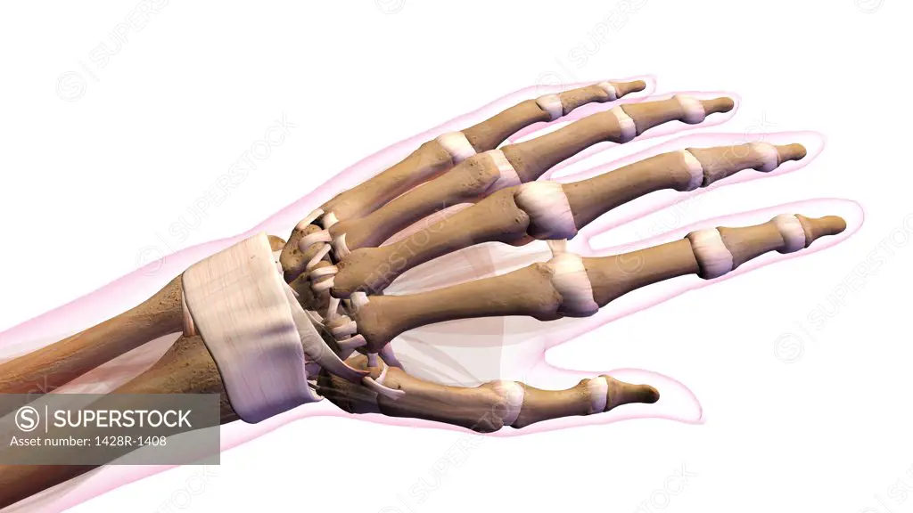 Female bones of hand, wrist, thumb, and fingers anatomy, back, posterior view. Full color on white background