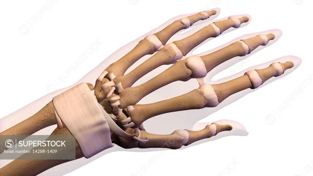 Female palm and wrist, anterior view. Close up, detailed anatomy, full color 3D illustration on white background
