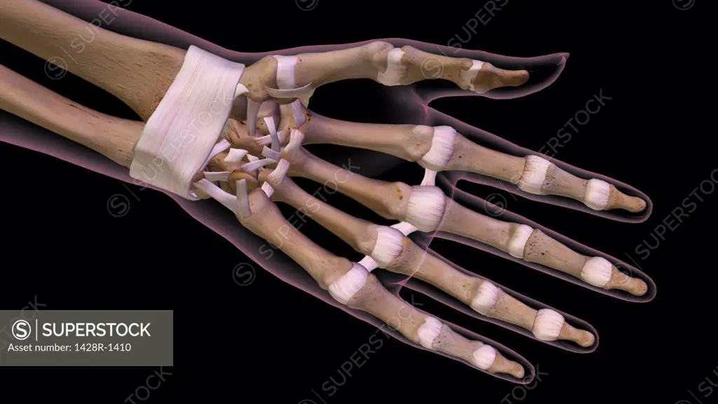 Female palm and wrist, anterior view. Close up, detailed anatomy, full color 3D illustration on black background