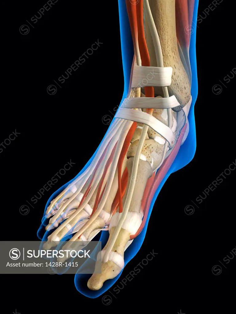 Front view X-Ray of female ankle and foot bones, muscles and ligaments. Full Color 3D computer generated illustration on Black Background