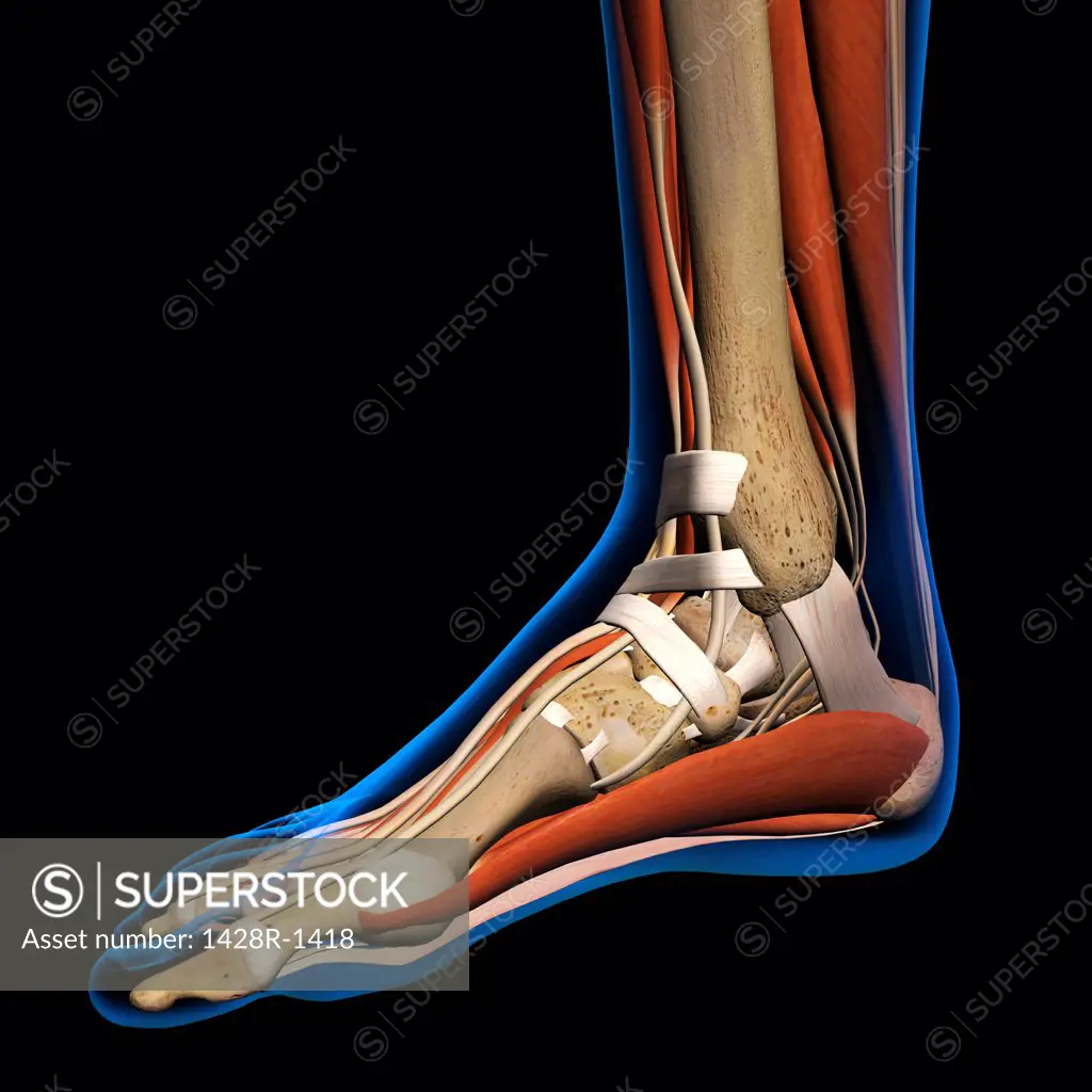 Side View X-Ray of female ankle and foot bones, muscles and ligaments. Full Color 3D computer generated illustration on Black Background