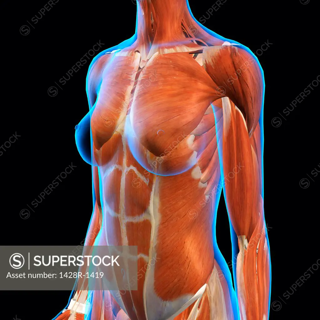 Female Chest and Abdominal Muscles Anatomy in Blue X-Ray outline. Full Color 3D computer generated illustration on Black Background