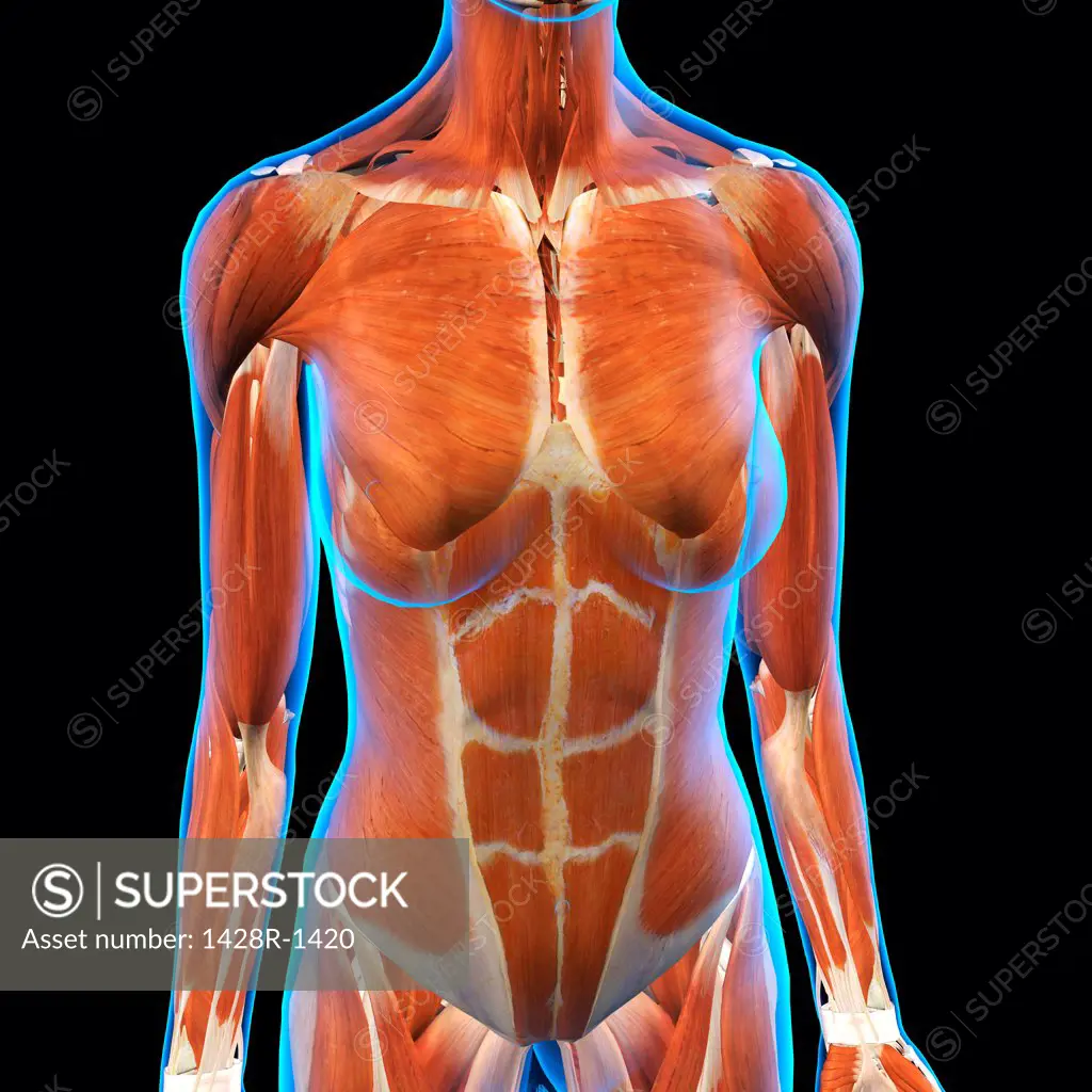 Front view of Female Chest and Abdominal Muscles Anatomy in Blue X-Ray outline. Full Color 3D computer generated illustration on Black Background