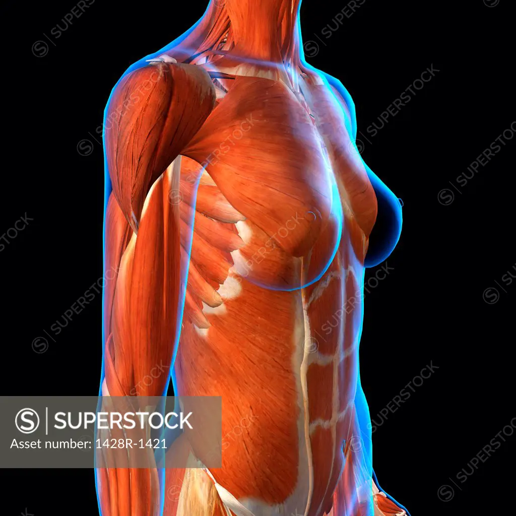 Side View of Female Chest and Abdominal Muscles Anatomy in Blue X-Ray outline. Full Color 3D computer generated illustration on Black Background