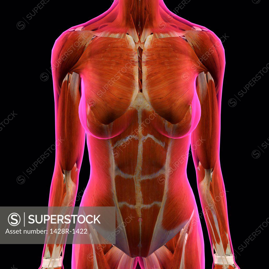 Front view of Female Chest and Abdominal Muscles Anatomy in Pink X-Ray  outline. Full Color 3D computer generated illustration on Black Background  - SuperStock
