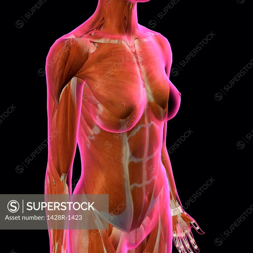 Front view of Female Chest and Abdominal Muscles Anatomy in Pink X-Ray  outline. Full Color 3D computer generated illustration on Black Background  - SuperStock