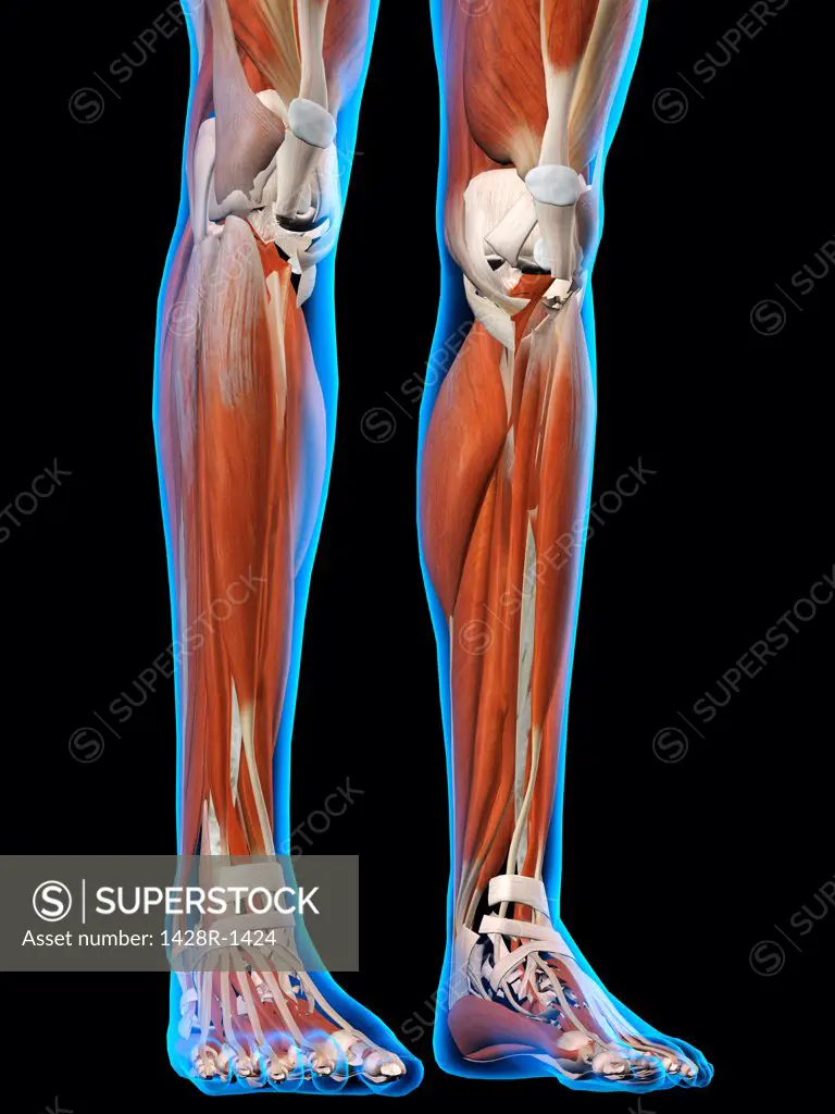 Front view of Female legs and feet muscles anatomy in blue X-Ray outline. Full Color 3D computer generated illustration on Black Background