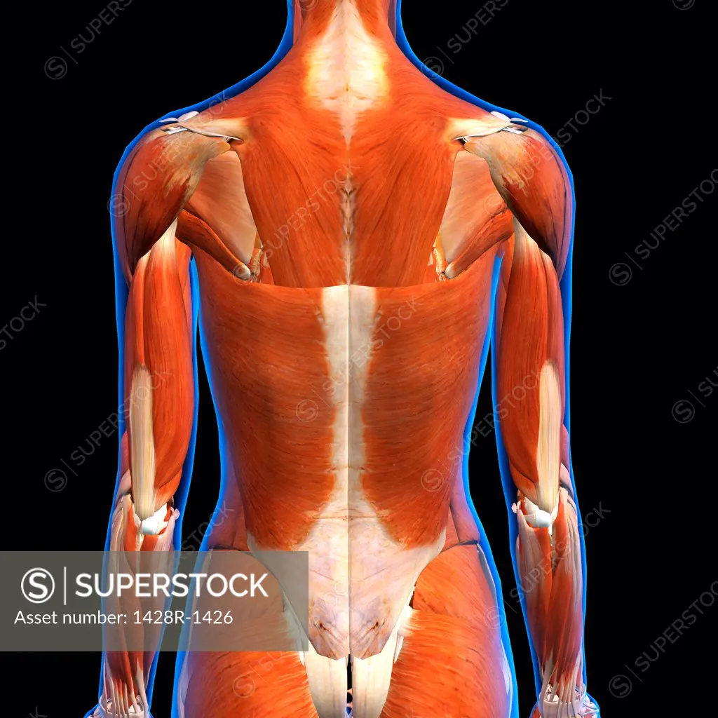Rear View of Female back muscles anatomy in blue X-Ray outline. Full Color 3D computer generated illustration on Black Background