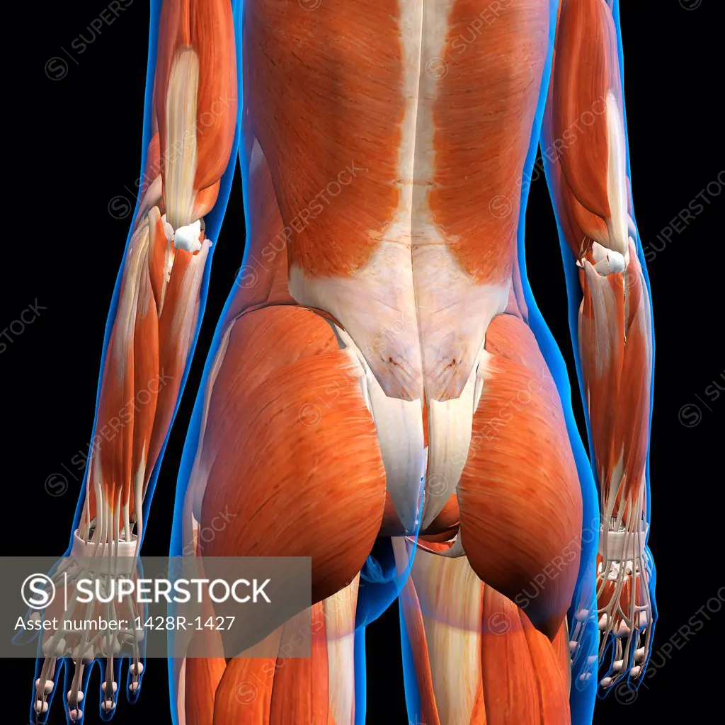 Rear View of Female lower back muscles anatomy in blue X-Ray outline. Full Color 3D computer generated illustration on Black Background