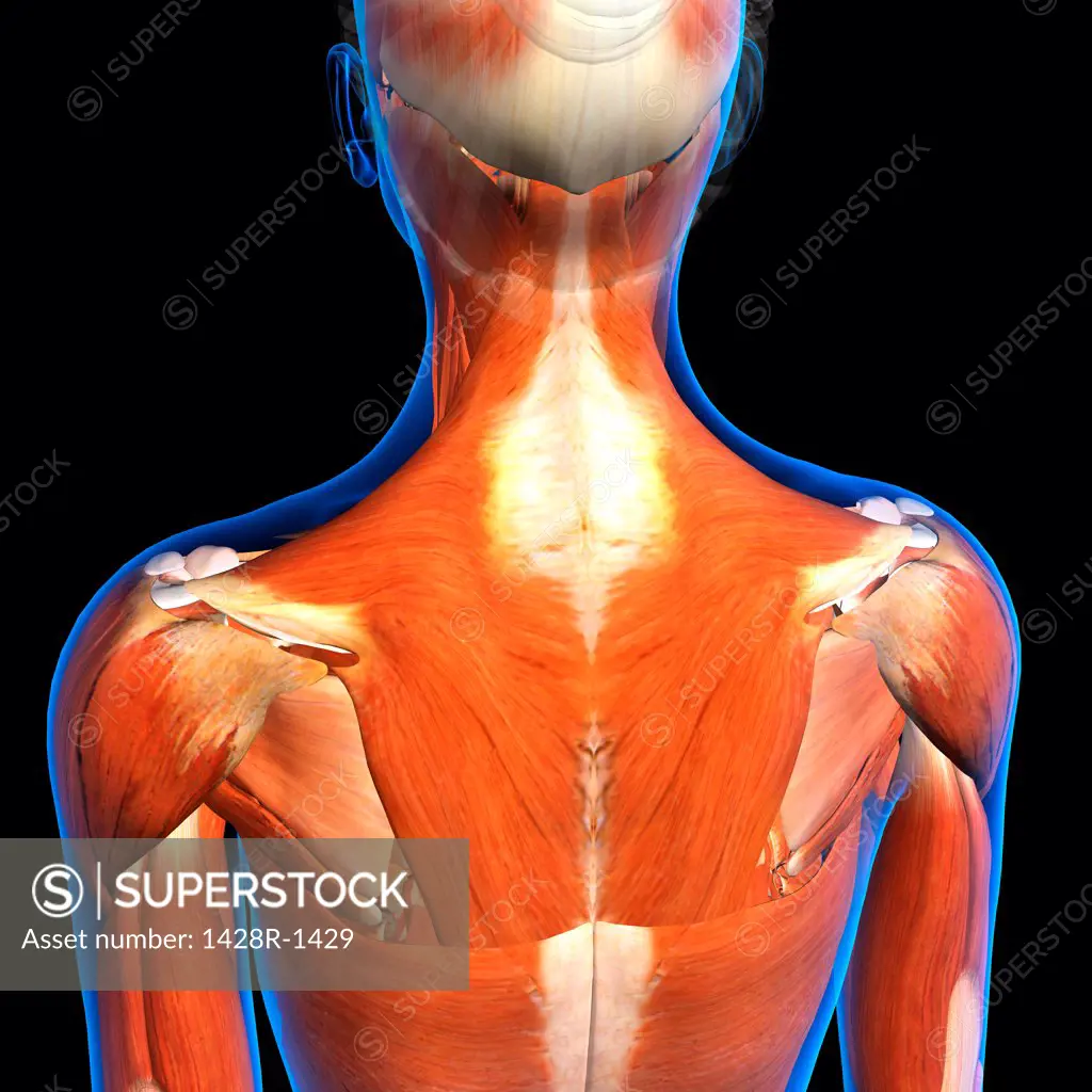 Rear View of Female neck and shoulder muscles anatomy in blue X-Ray outline. Full Color 3D computer generated illustration on Black Background