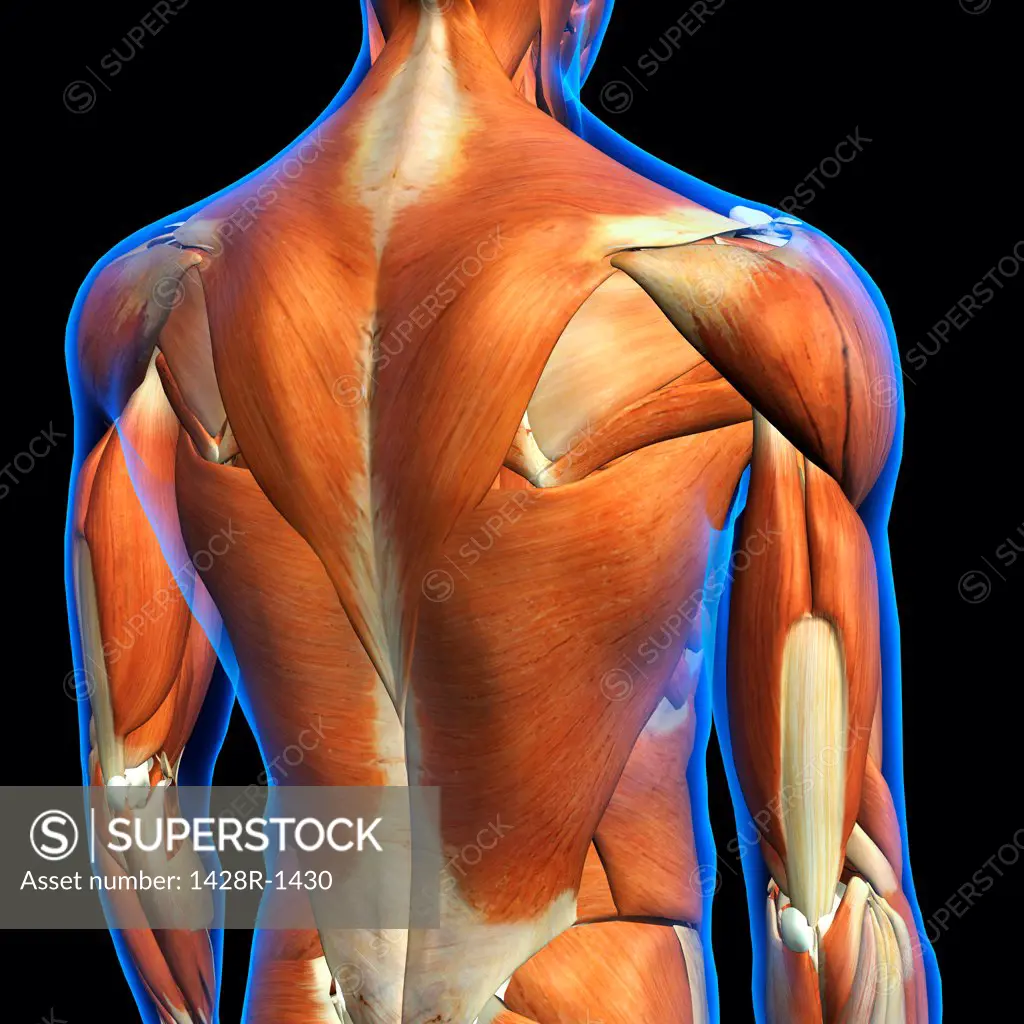 Rear View of Male upper back muscles anatomy in blue X-Ray outline. Full Color 3D computer generated illustration on Black Background