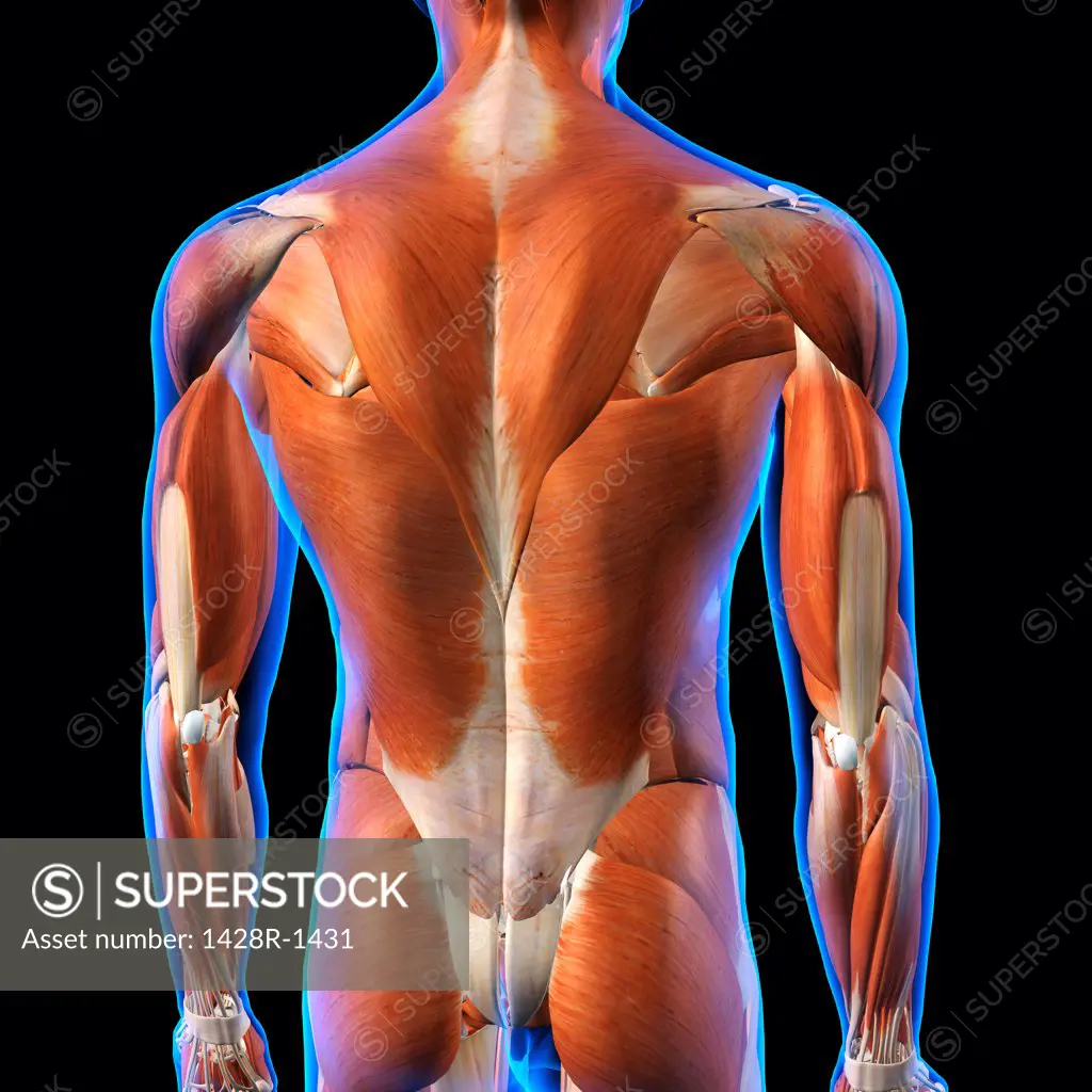 Rear View of Male back muscles anatomy in blue X-Ray outline. Full Color 3D computer generated illustration on Black Background