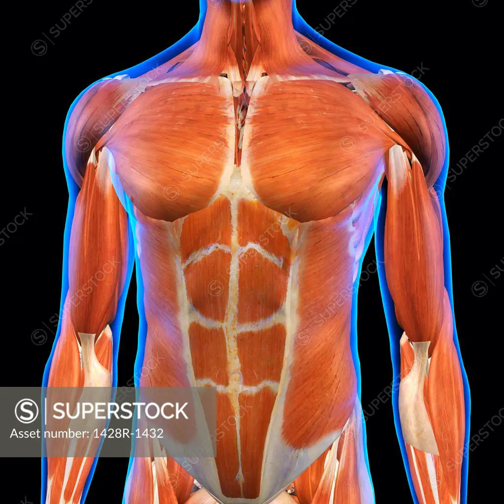 Front view of Male Chest and Abdominal Muscles Anatomy in Blue X-Ray outline. Full Color 3D computer generated illustration on Black Background