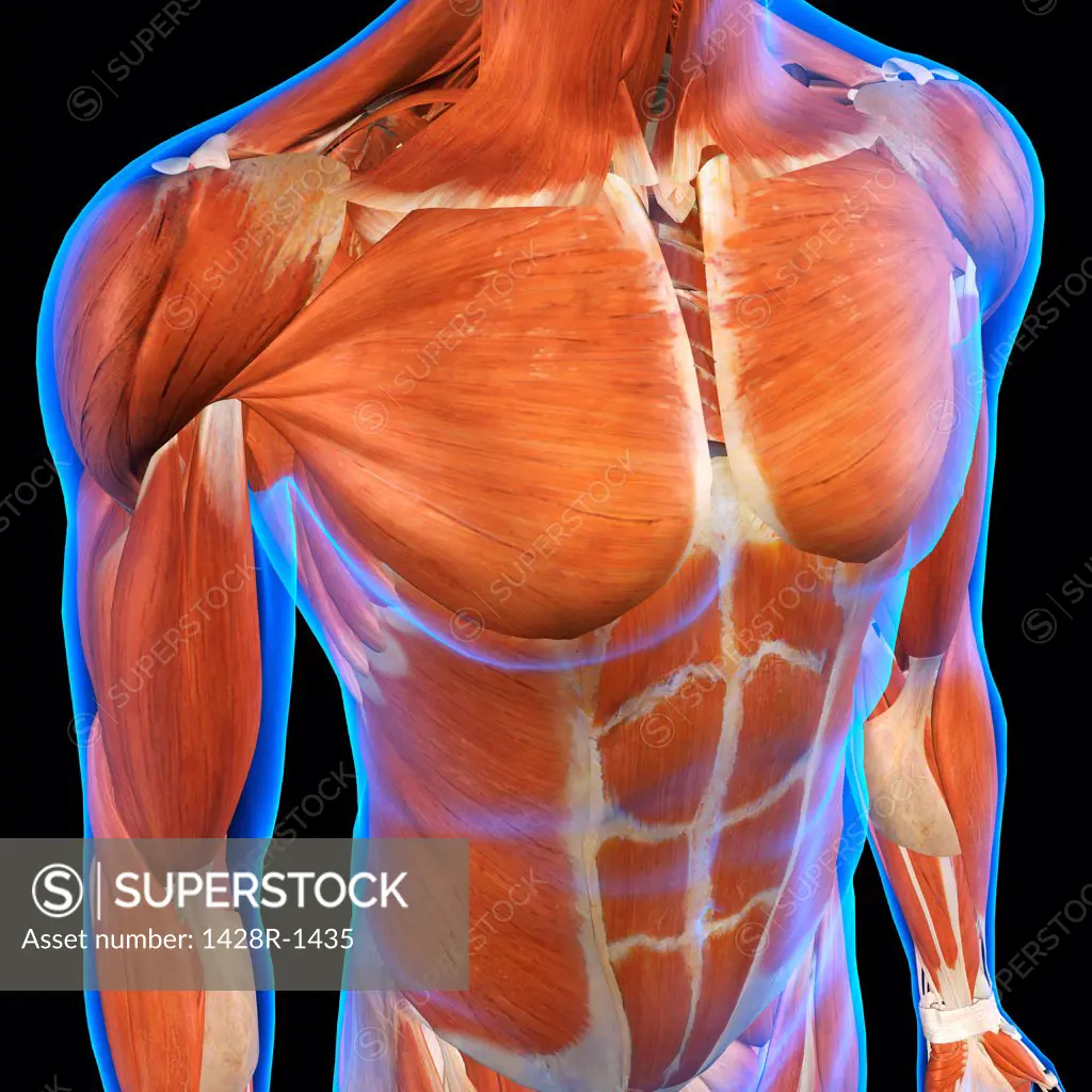 Front view of Male Chest and Abdominal Muscles Anatomy in Blue X-Ray outline. Full Color 3D computer generated illustration on Black Background