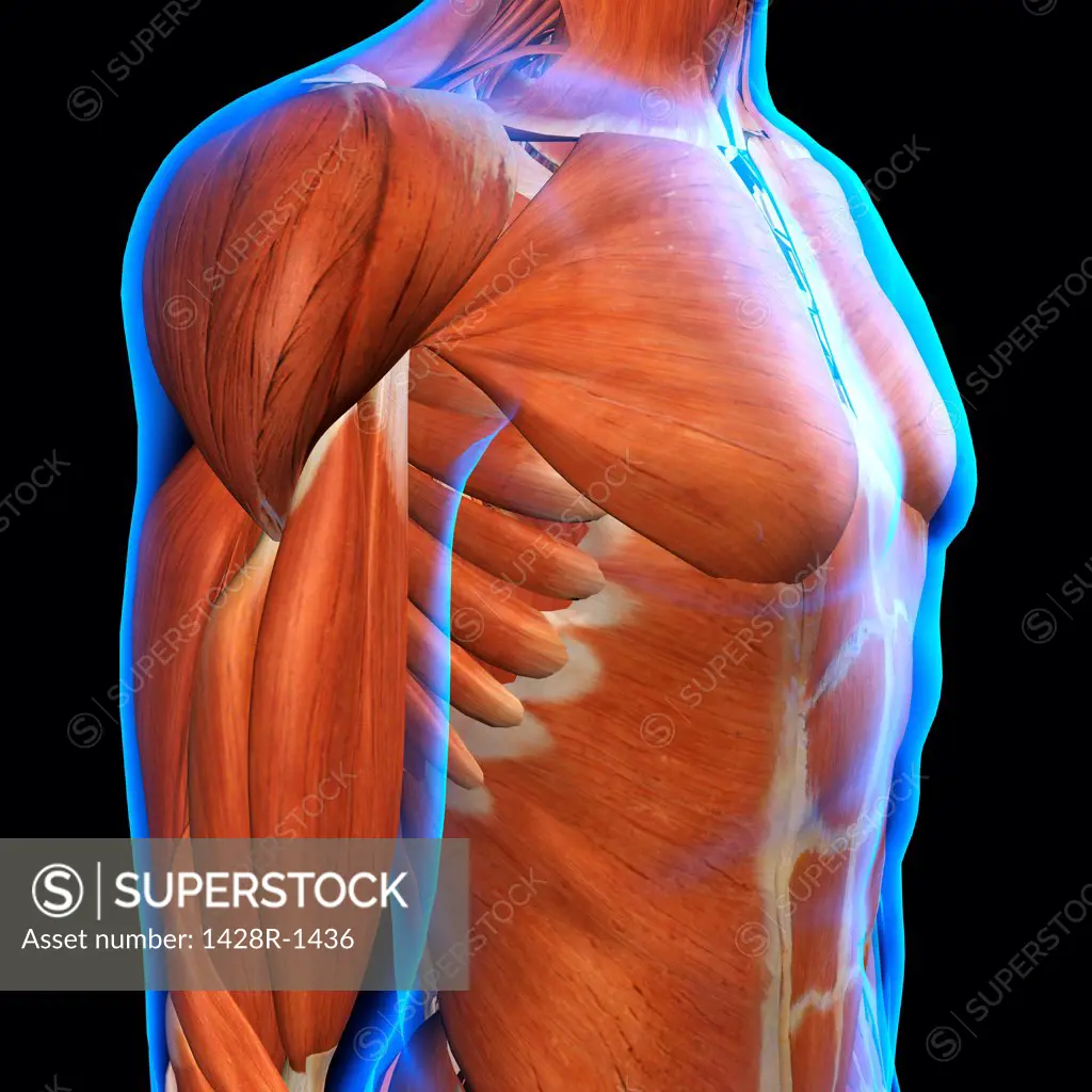 Side View of Male Chest and Abdominal Muscles Anatomy in Blue X-Ray outline. Full Color 3D computer generated illustration on Black Background