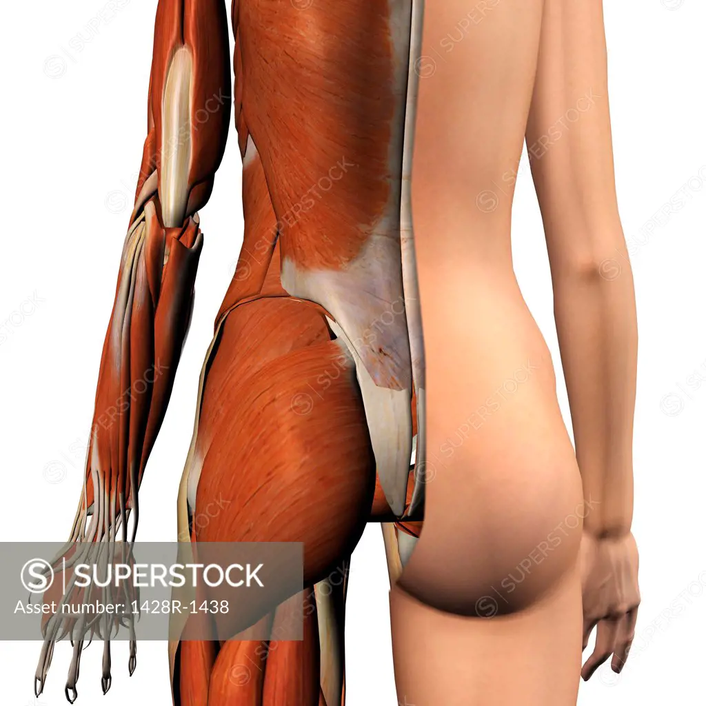 Cross-section anatomy of female buttocks and back muscles