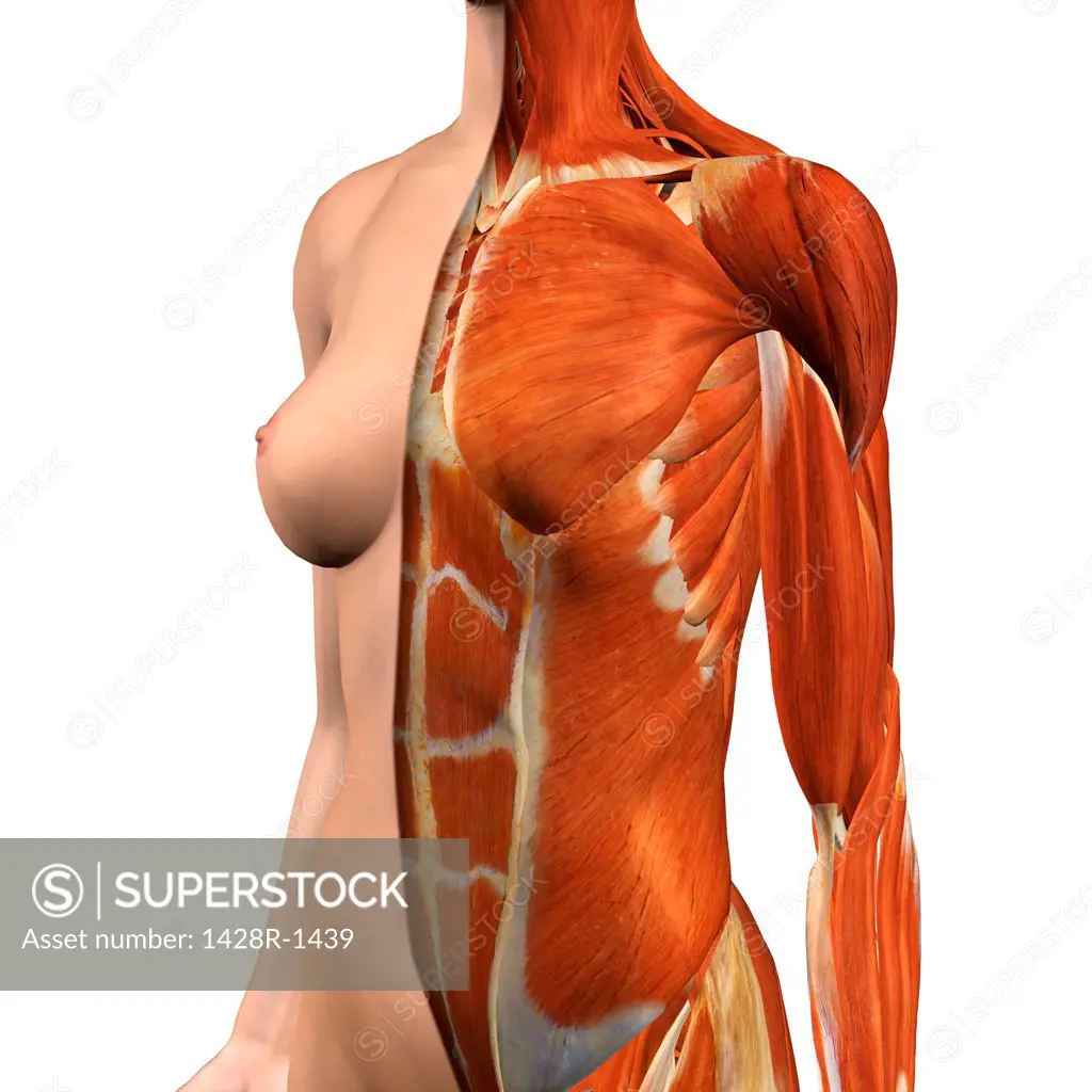 Cross-section anatomy of female chest and abdomen muscles - SuperStock