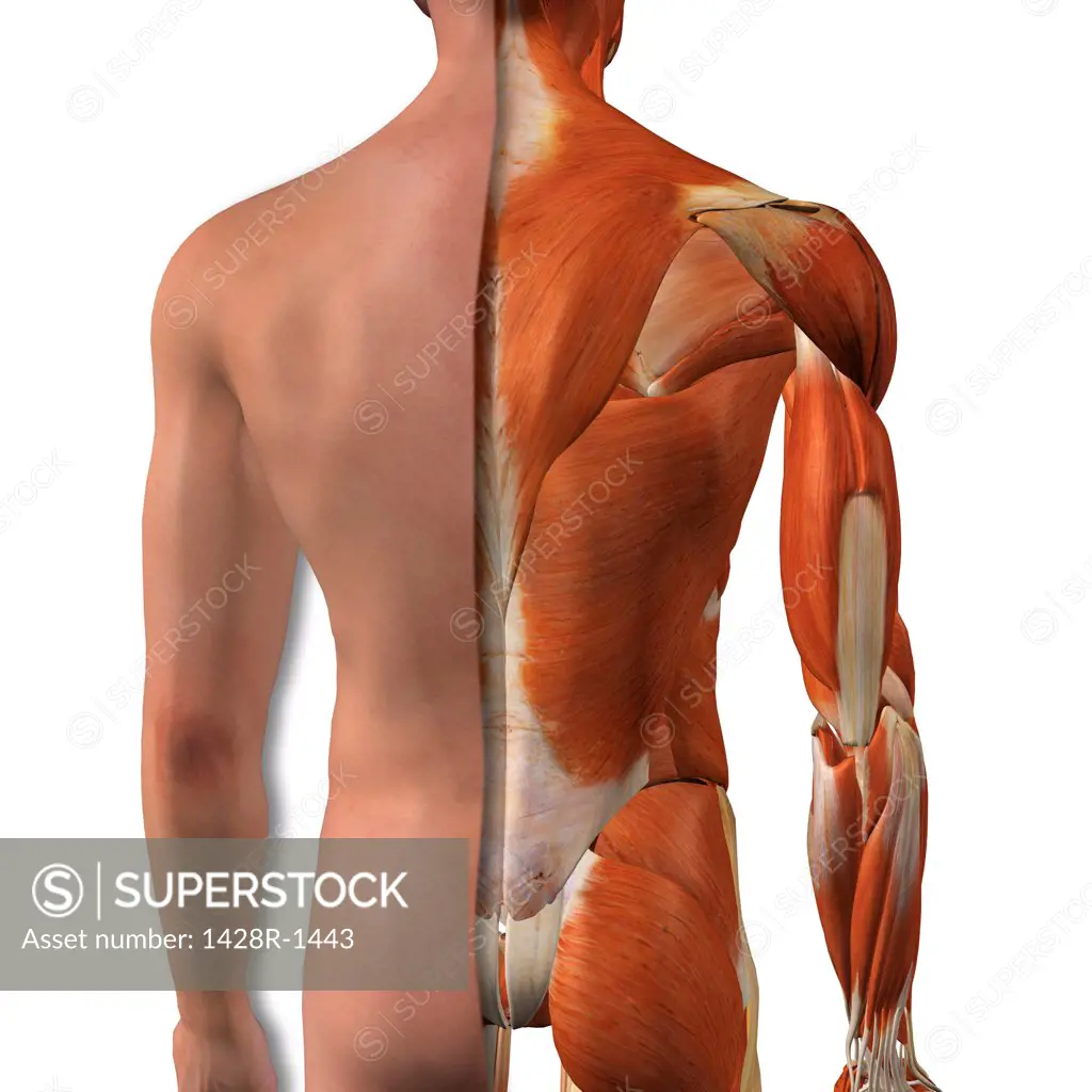 Cross-section anatomy of male buttocks and back muscles