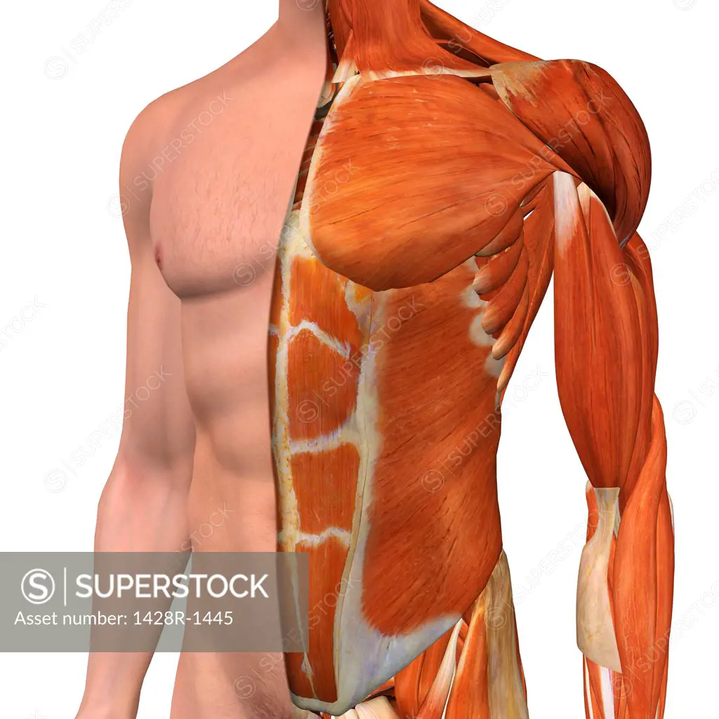 Cross-section anatomy of male chest , abdomen and groin muscles