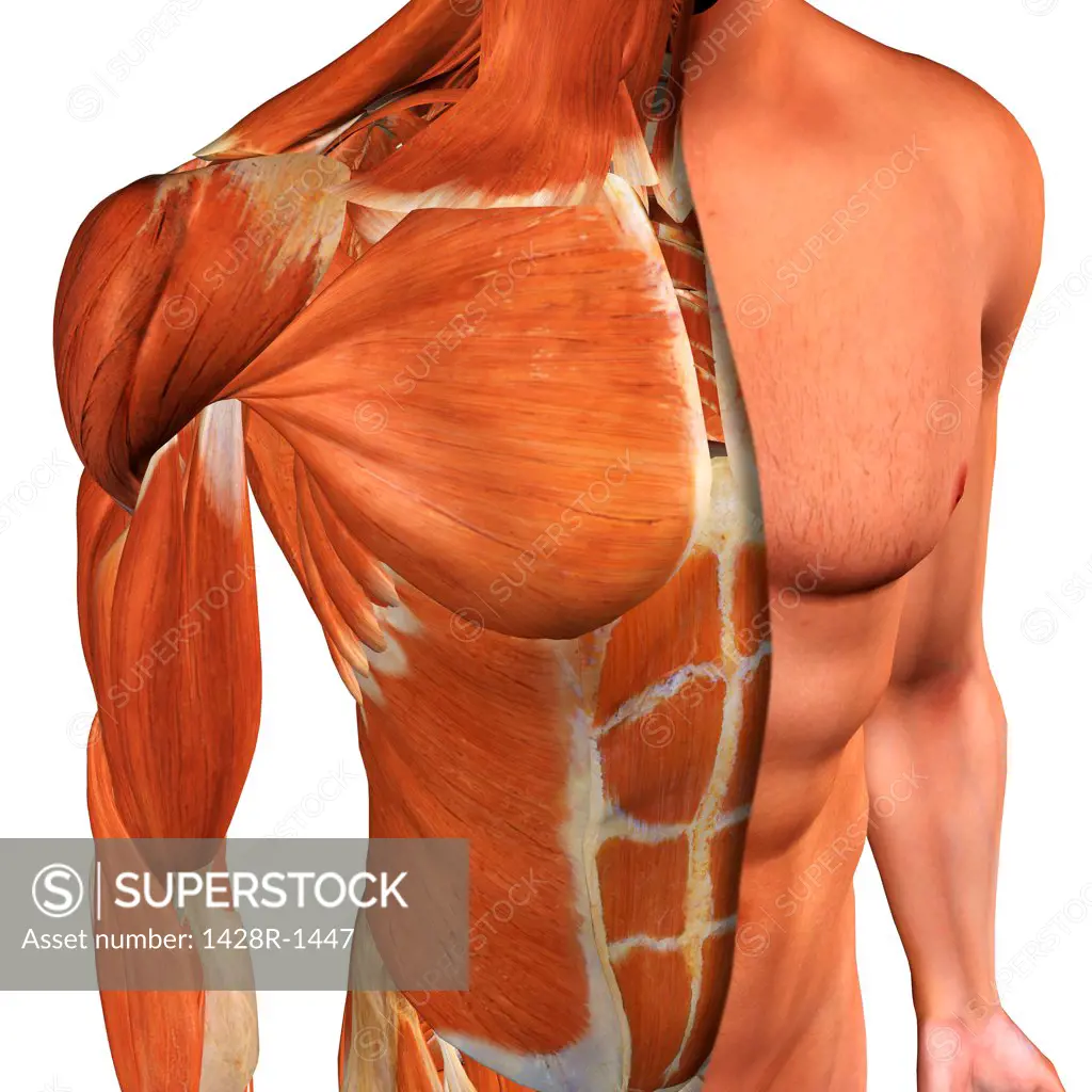Cross-section anatomy of male chest, abdomen and groin muscles