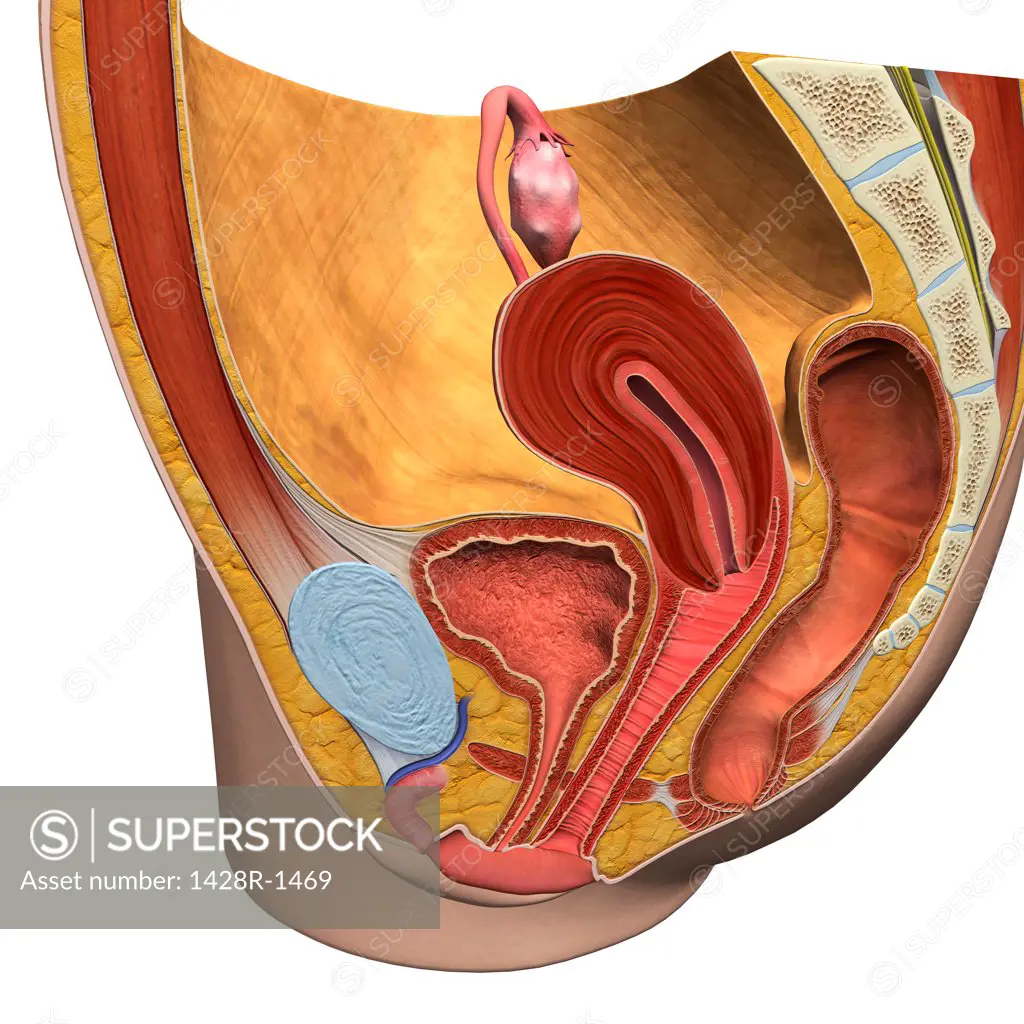 Female reproductive system, medical illustration