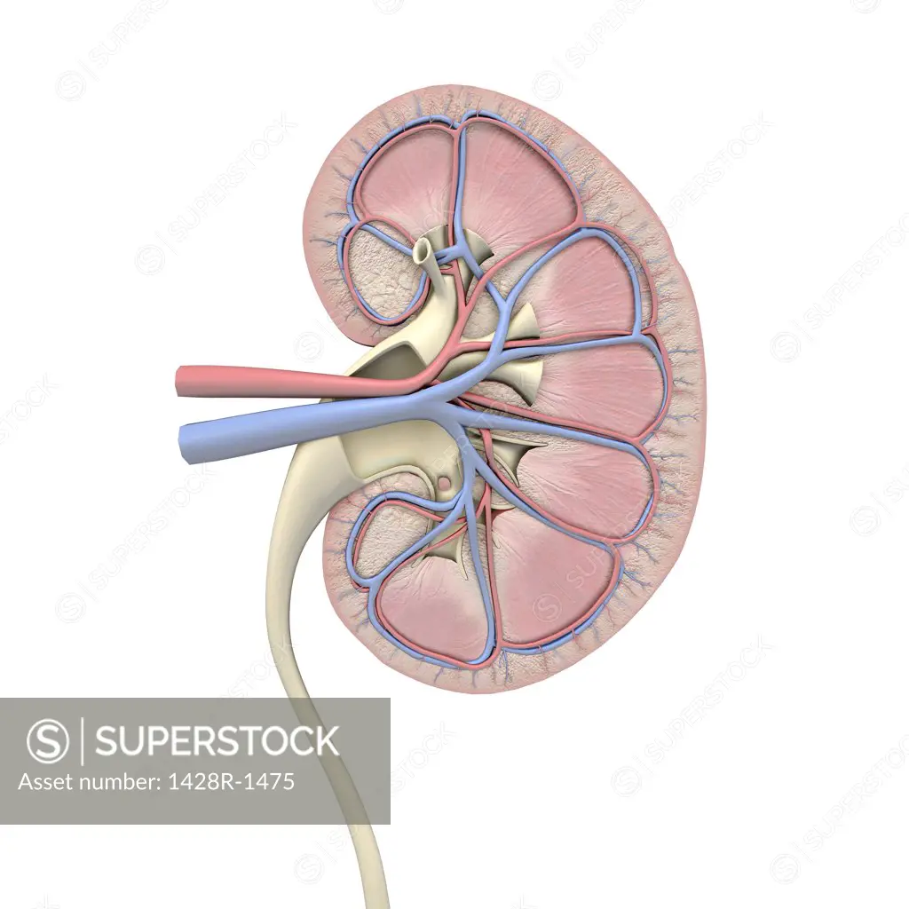 Cross-section of human kidney, veins, arteries, ureter