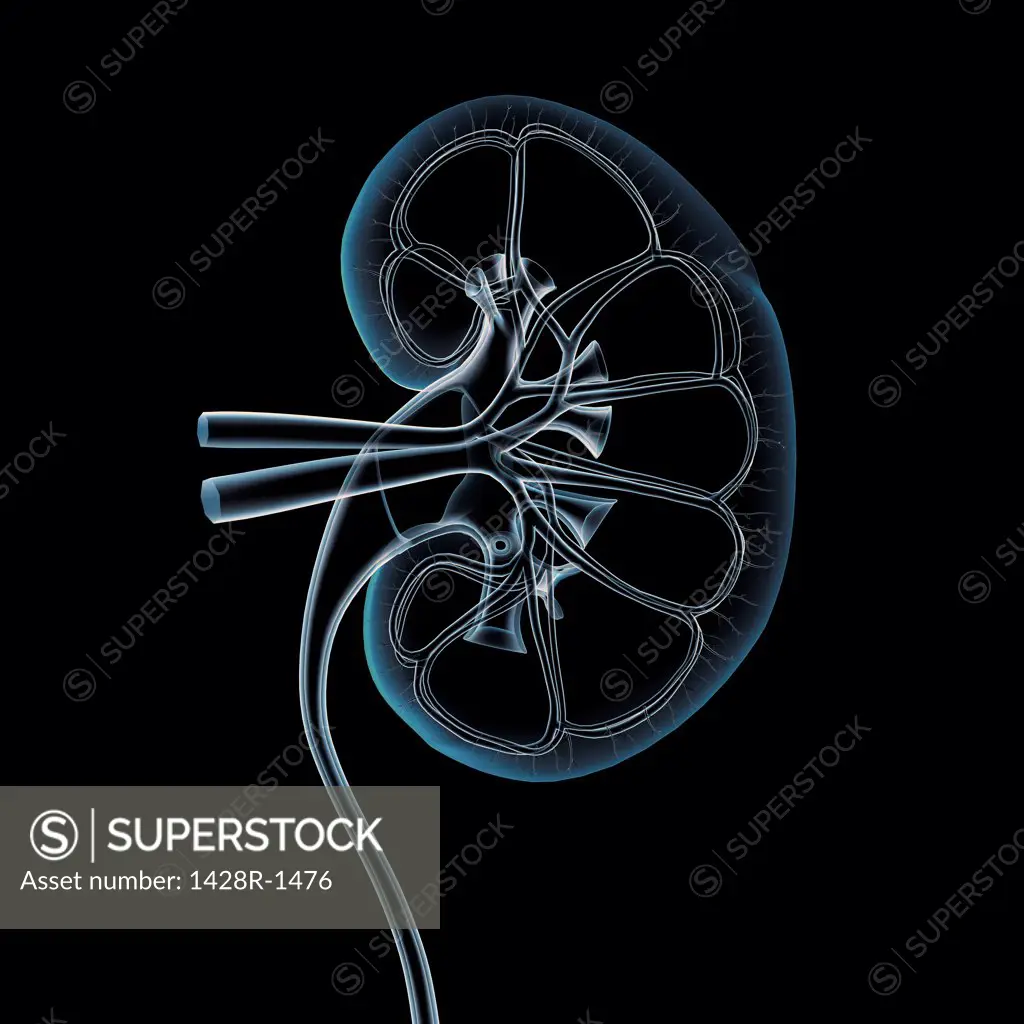 Cross-section x-ray of human kidney, veins, arteries, ureter