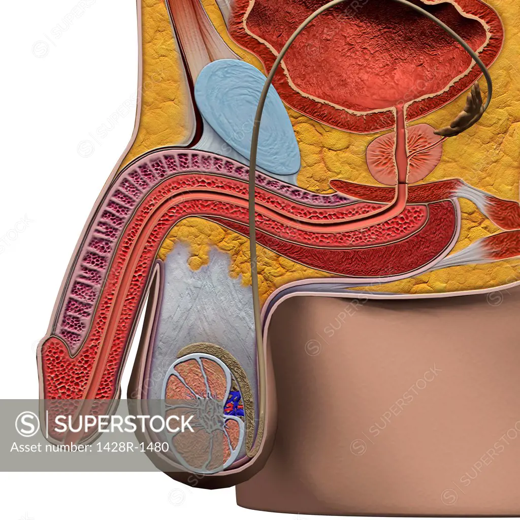 Male reproductive system, medical illustration