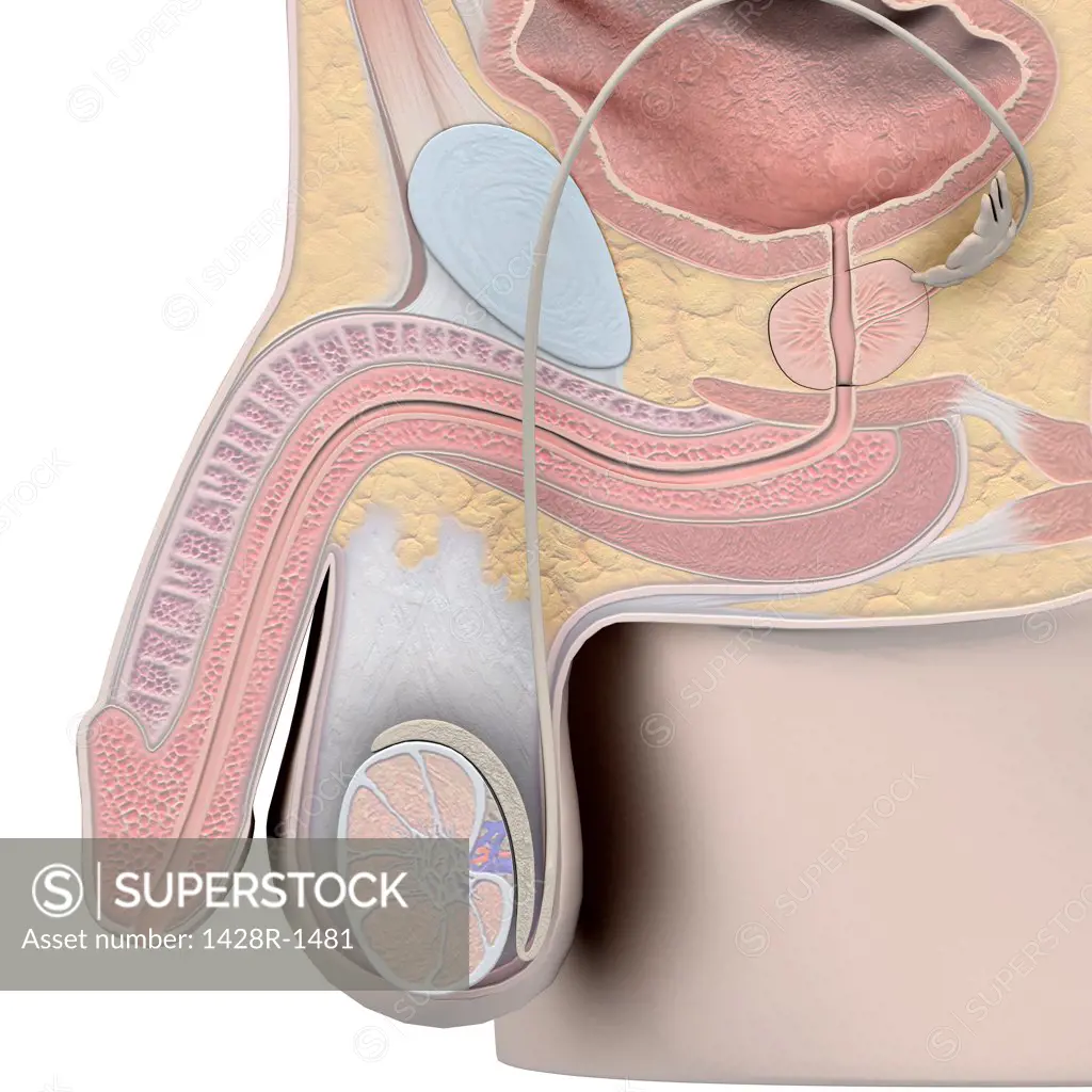 Male reproductive system, medical illustration
