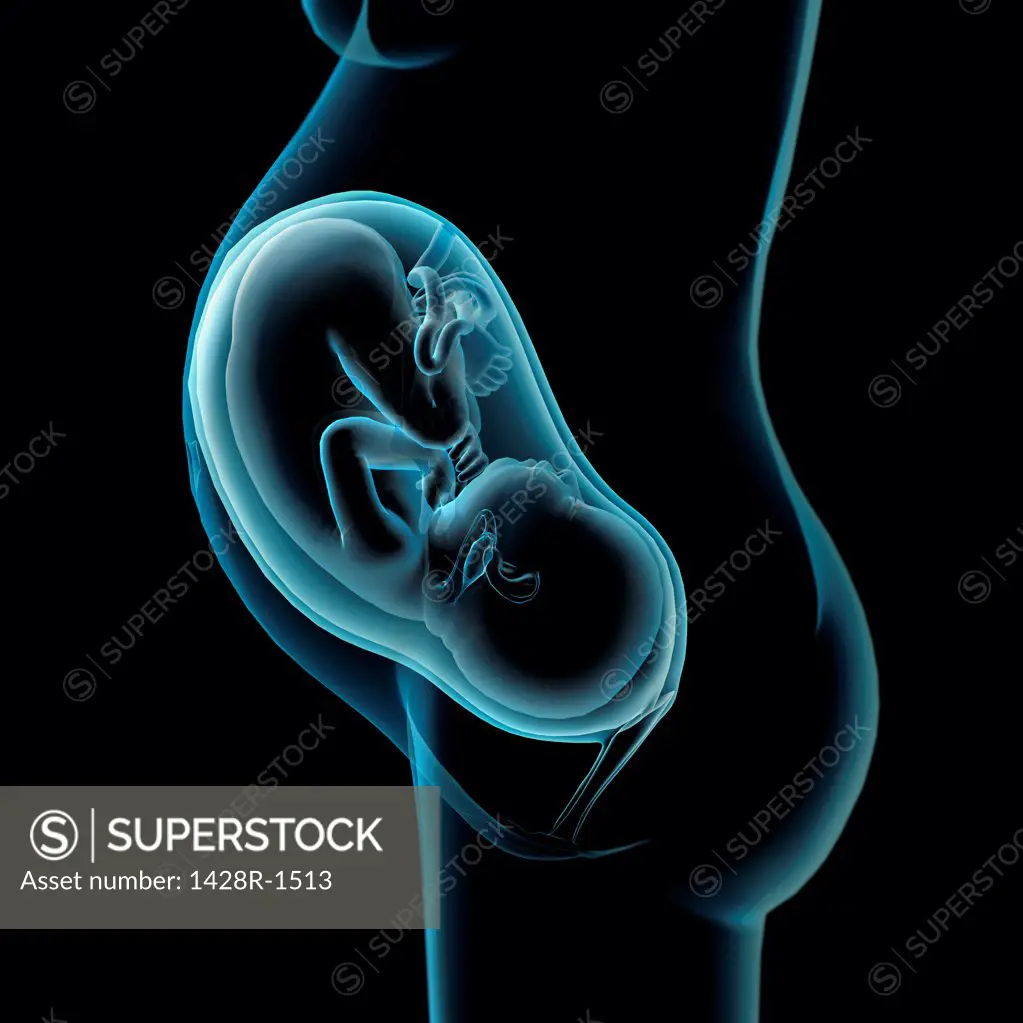 Pregnancy Anatomy,Xray side view of fetus in utero, Black background