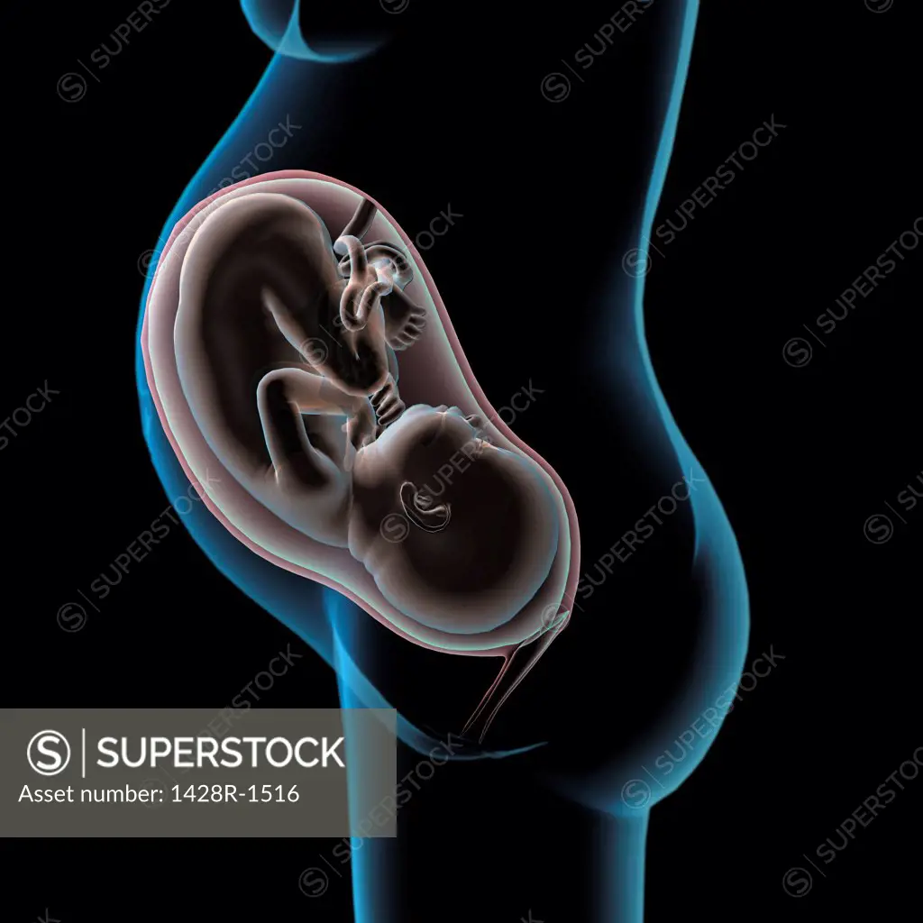 Pregnancy Anatomy Xray side view of fetus in utero, Black background
