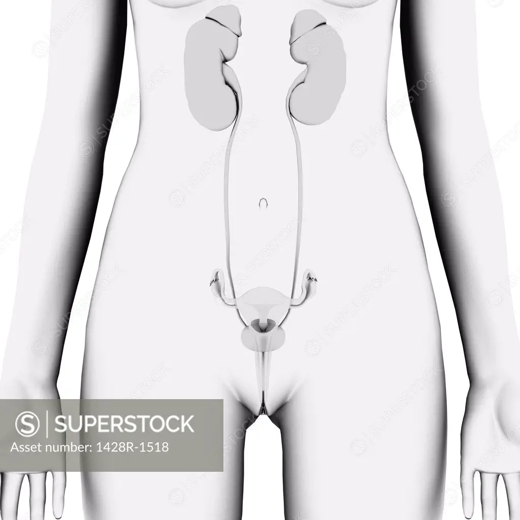 Female reproductive and urinary system, front view, monochrome on white background