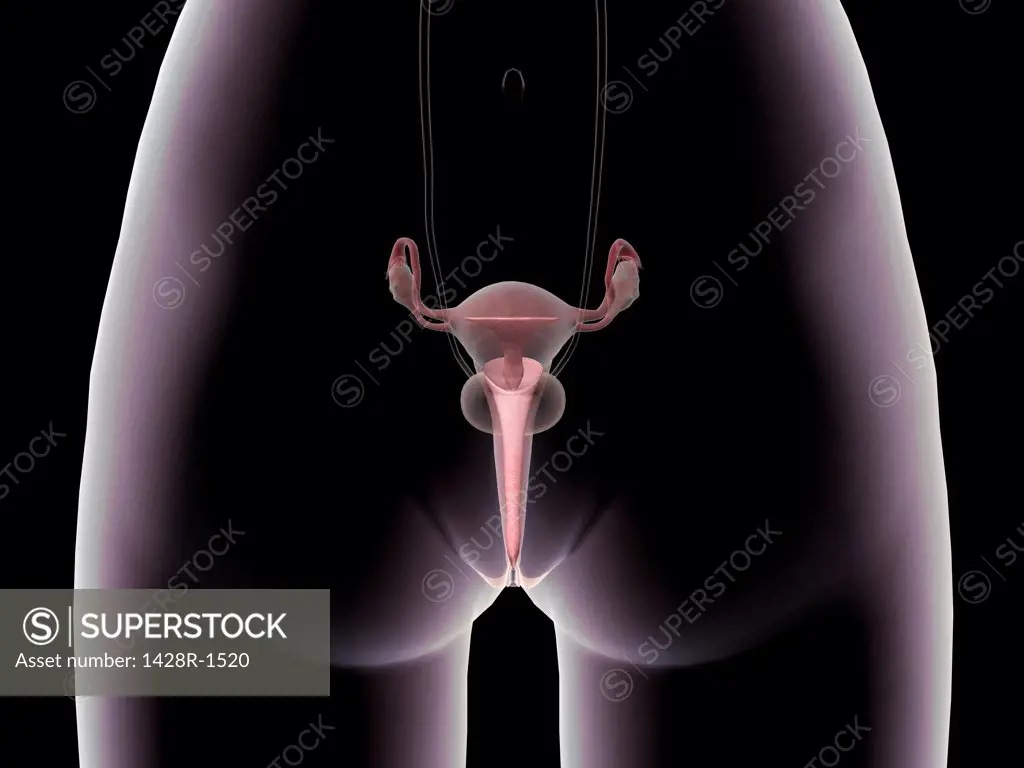Female reproductive and urinary system, front view, pink Xray style on black background