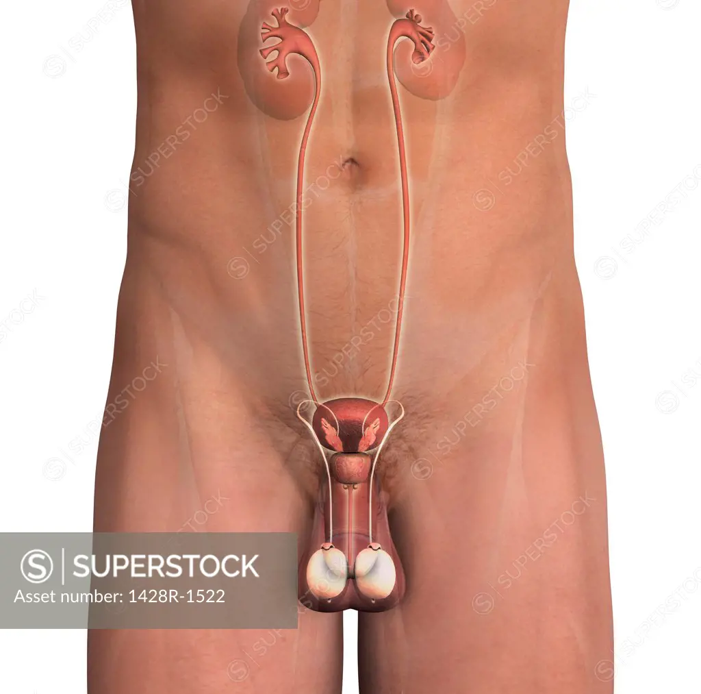 Male reproductive system, frontal view section, white background