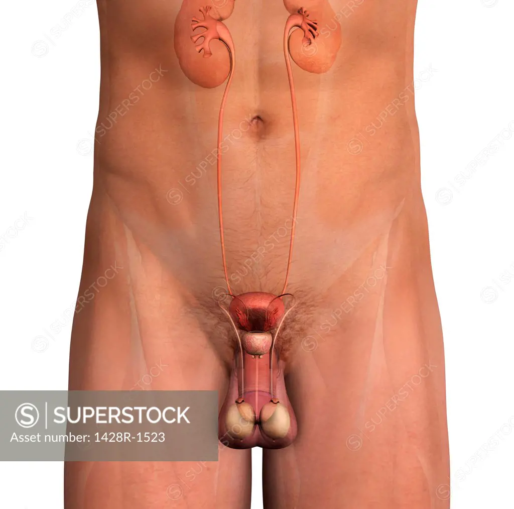 Male reproductive system, frontal view section, white background
