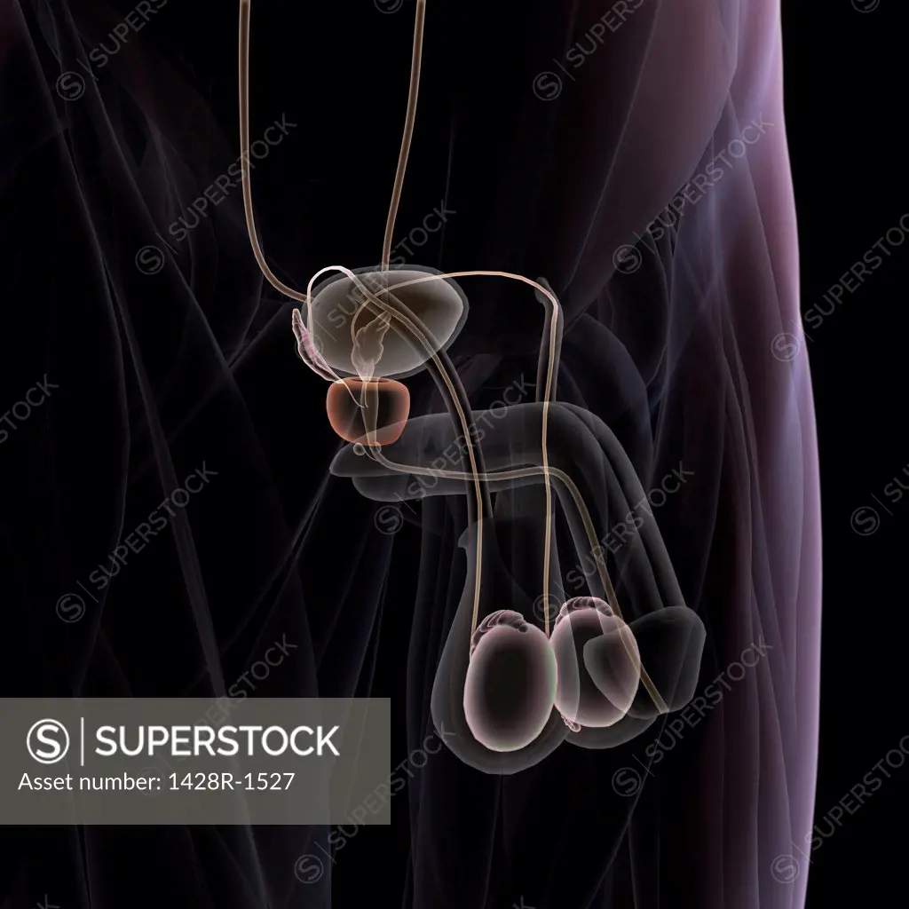 Prostate gland Xray side view, purple on black background