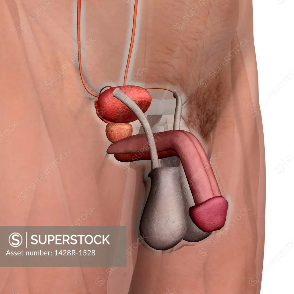 Male reproductive system, side view section white background
